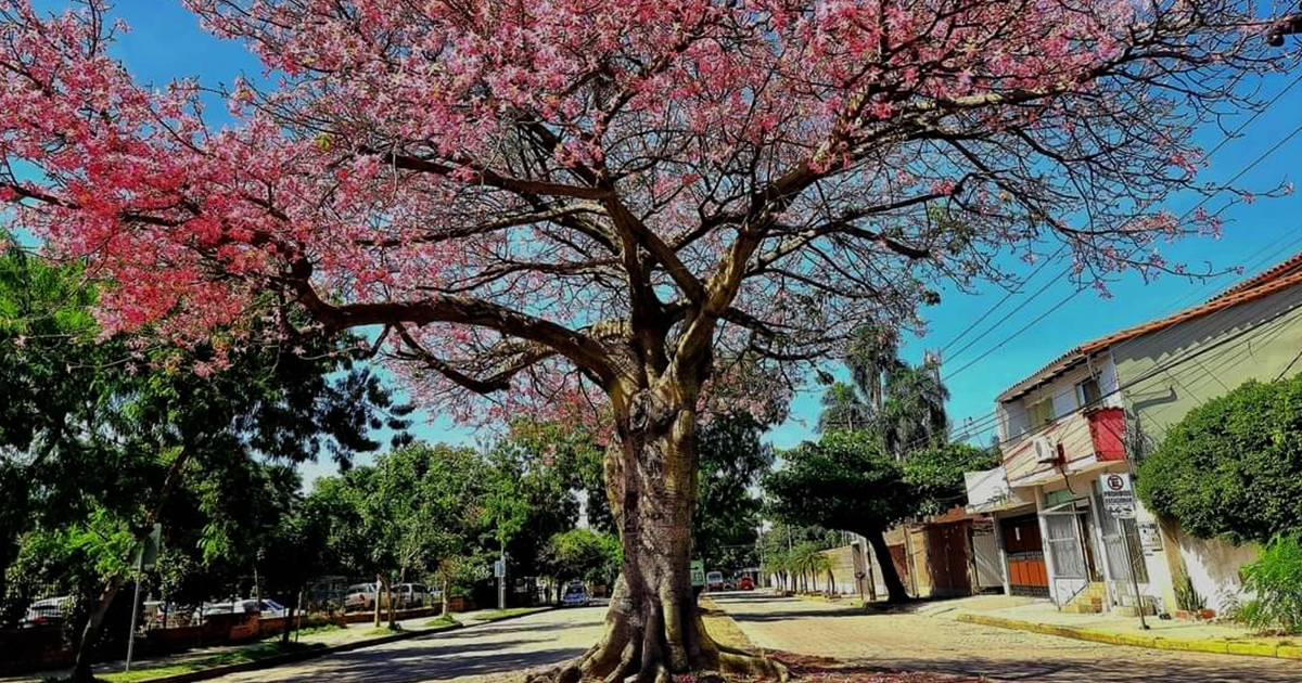 Mayo mes del Toborochi (Foto: Marca Santa Cruz)